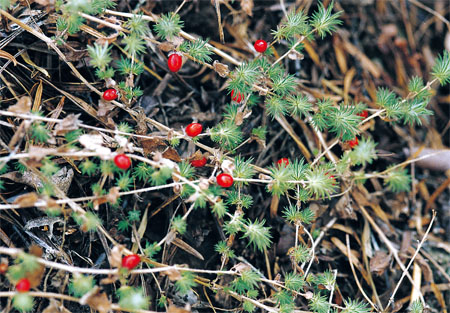 win����Ӯ(�й���½)Ψһ�ٷ���վ-Bwin�ٷ���Ȩ���