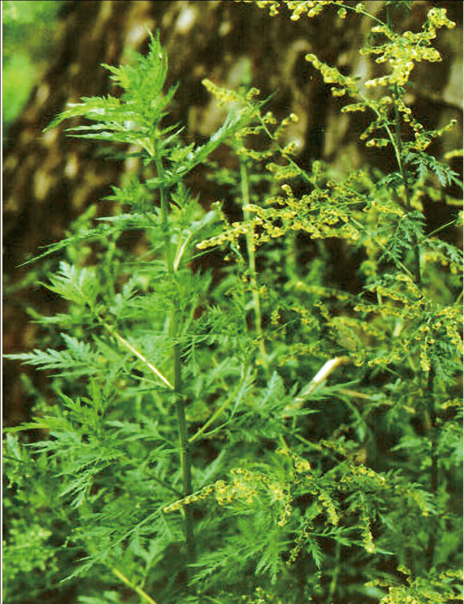 win����Ӯ(�й���½)Ψһ�ٷ���վ-Bwin�ٷ���Ȩ���